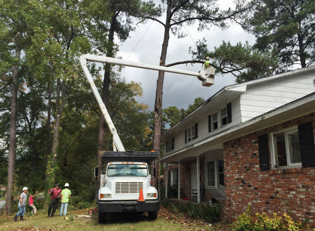 Best Tree Trimming and Pruning  in Lafayette, TN